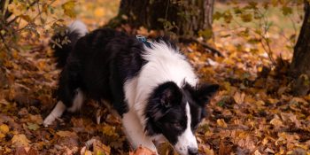 Vertical shot of a black and white dog walking in a forest with fallen leaves in autumn