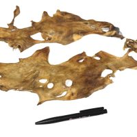 Lams kophuid platen_DB