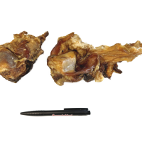 knieschijf met vlees xl