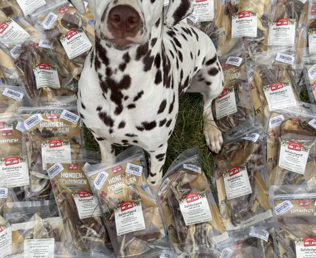 Puppy pakketjes Dalmatiers