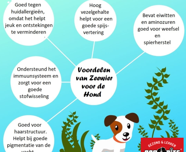 Zeewier voor honden Dogbite2