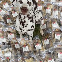 Puppy pakketjes Dalmatiers